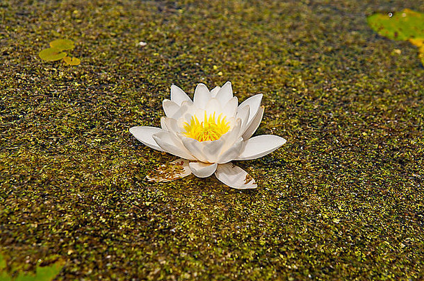 美丽绽放的花朵-池塘上的白色睡莲。（白睡莲）。夏天浮萍上长着绿叶的睡莲