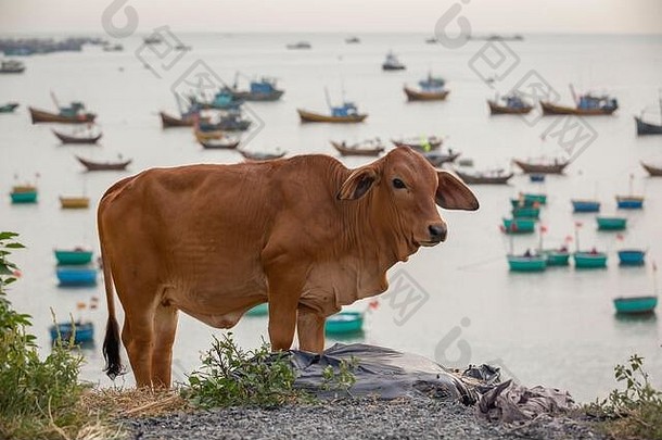 牛悬崖前俯瞰钓鱼船梅越南