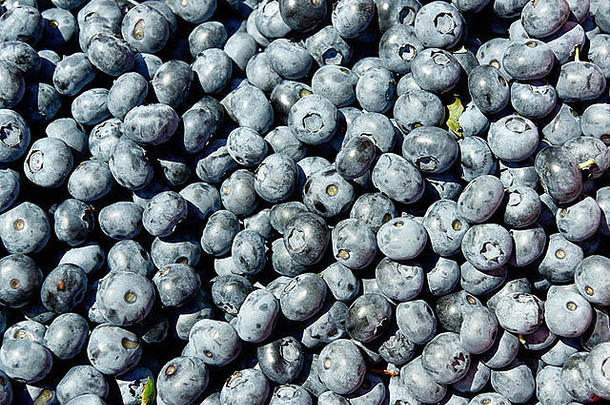 新鲜蓝莓收获。