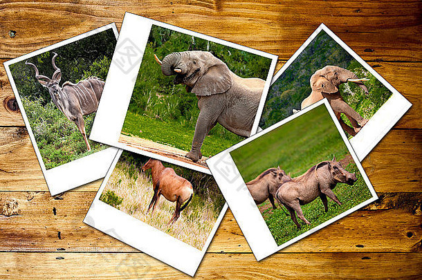 非洲野生动物照片拼贴。