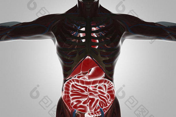 人类身体可见器官渲染插图