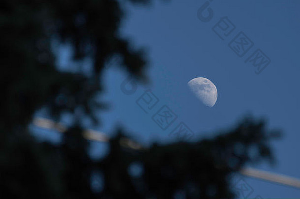 一半月亮清晰的天空树米西索加安大略加拿大