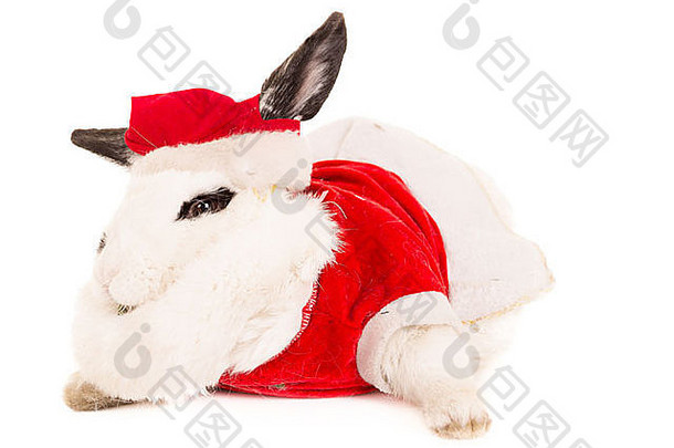 穿圣诞服装的兔子