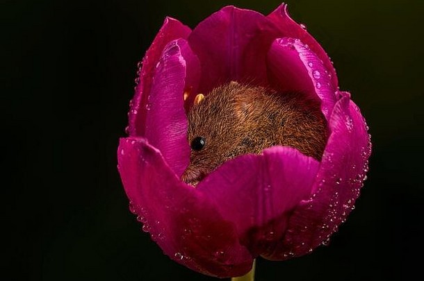 收获鼠标卷紫色的郁金香