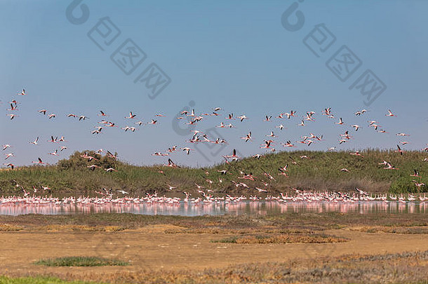 一群美丽的玫瑰色火烈鸟在纳米比亚沃尔维斯湾保护区飞翔，非洲野生动物园