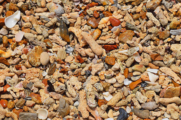 色彩斑斓的各种各样的贝壳鹅卵石碎片石头珊瑚小海的事情块海岸水阳光