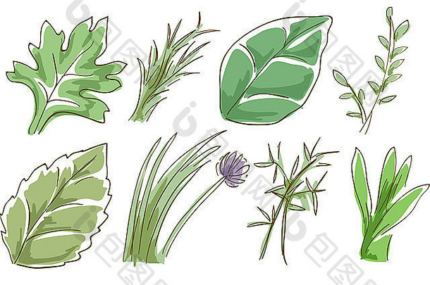 粗略的插图特色草本植物