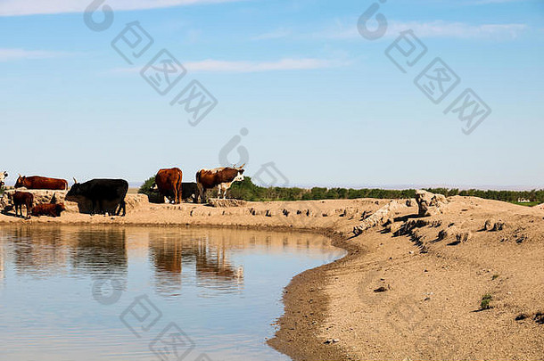 夏季，在戈壁沙漠的一个水洞里，野牛群在燃烧的悬崖附近，天空晴朗/巴扬德萨格（戈壁沙漠，蒙古，亚洲）
