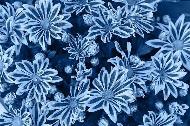 美丽的明亮的菊花背景图片菊花壁纸颜色一年经典蓝色的