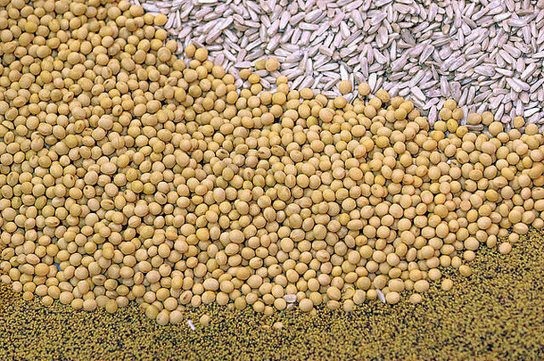 成熟大豆作为农业栽培作物收获的概念背景