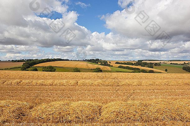 约克郡世界起伏的丘陵上，收获季节的英国风景，金色的稻草堆和麦茬