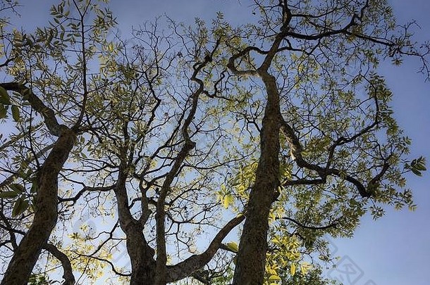 轮廓低角视图树树干阳光照射的叶子蓝色的天空