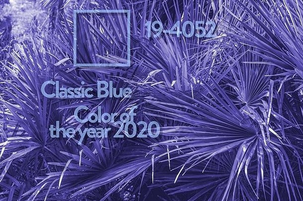 棕榈树叶特写背景，2020年流行色，经典蓝调