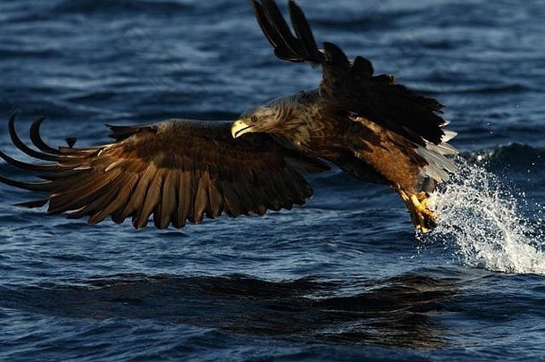 白尾鹰在飞翔，鹰带着一条鱼刚刚从水里捞出来，挪威，海狸，鹰带着一条鱼飞过
