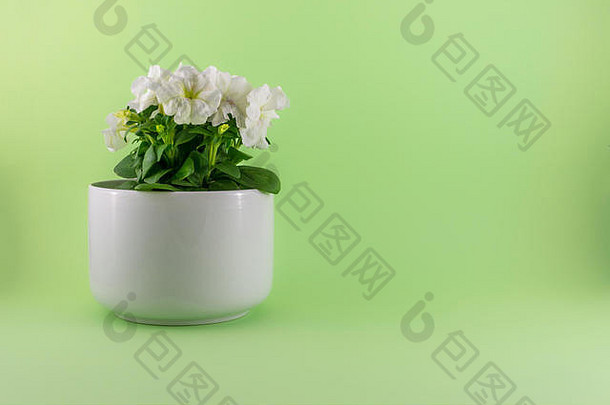孤立的白色矮牵牛白色花瓶绿色背景复制空间