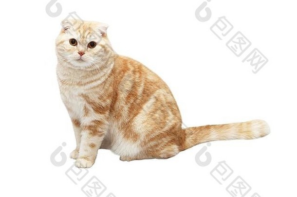 白色背景上的奶油色平纹苏格兰折叠猫