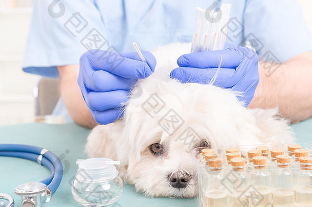 兽医在狗头上做针灸治疗