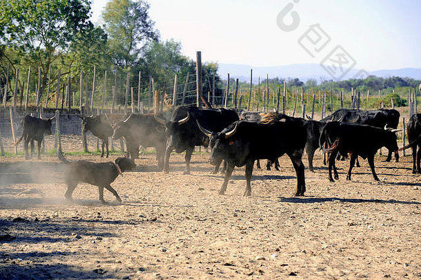 在法国卡玛格地区，牧民和猎犬在工作