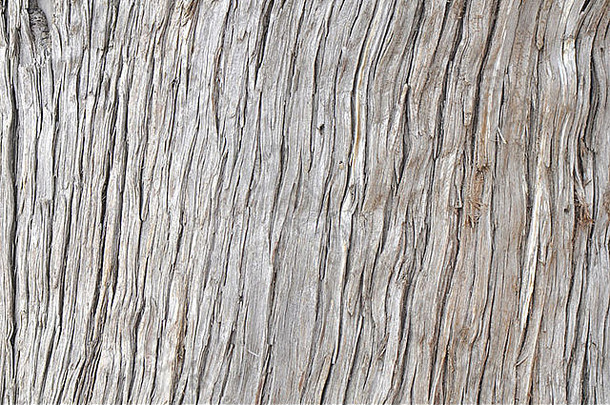岁的木树皮不规则的纹理背景