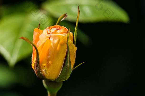 花<strong>玫瑰</strong>“金淋浴的蔷薇属“金淋浴的开始开放