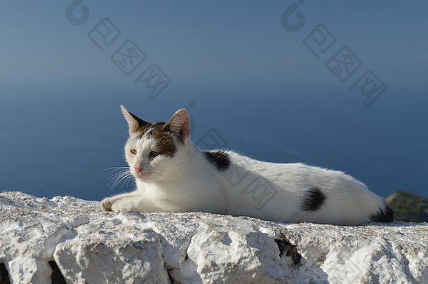 特写镜头肖像白色猫石头墙平静蓝色的海距离