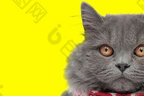 聚焦<strong>英国</strong>长毛猫，戴着大手帕，在黄色工作室背景下期待