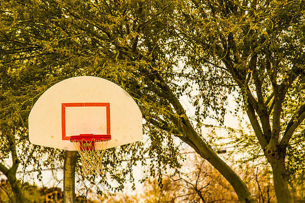 树形背景下的篮球篮圈、网和篮板