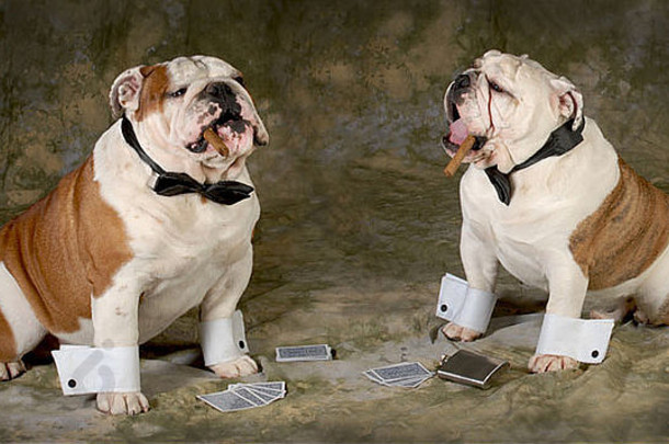 扑克牌游戏-两只斗牛犬玩一场严肃的扑克牌游戏