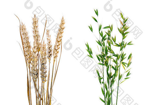 成熟的茎，白色背景上有黑麦穗。摄影棚照片