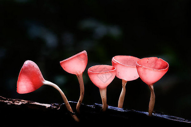 集团红色的cup-like形状蘑菇日益增长的木材厨师苏莱佩斯伯克赛伊