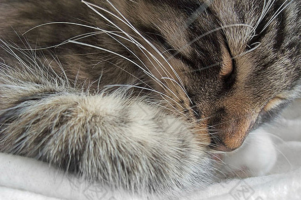 一只正在睡觉的挪威森林小猫的肖像细节