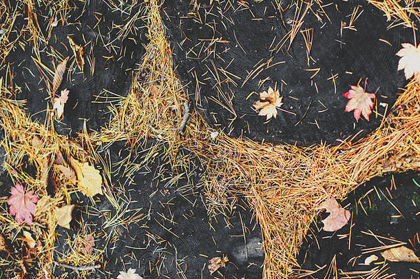 枫木叶子松柏科的针地面秋天森林季节改变前视图人行道复古的健美的颜色