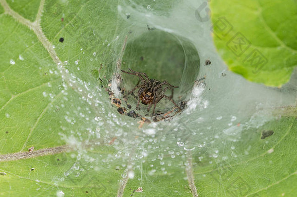 蜘蛛nuctena坐着漏斗类型网络