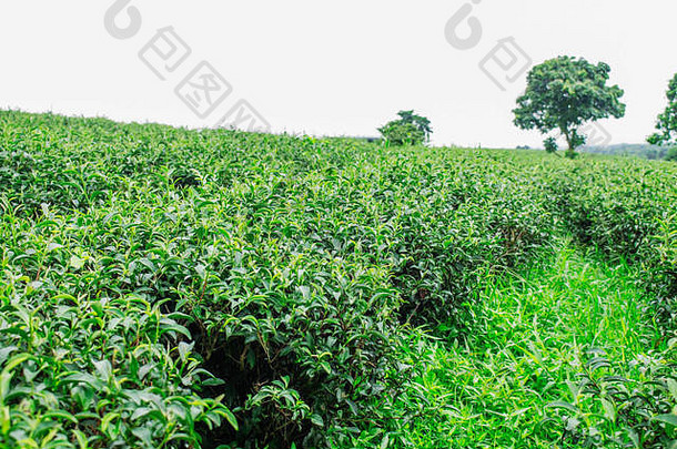 茶培养让人耳目一新自然绿色