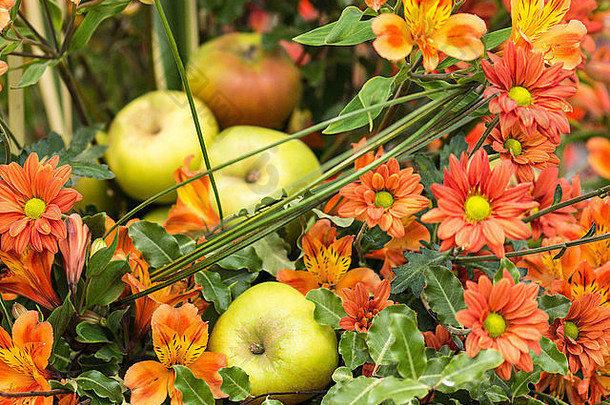 显示图像组成苹果包围橙色菊科品种树叶