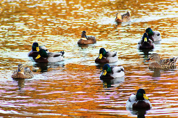 一群野鸭在爱荷华河上的公园里游泳