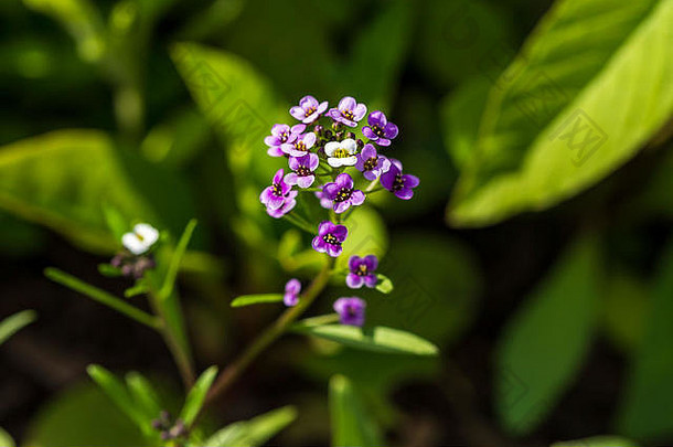 野花花园里的一小簇白色和紫色的花