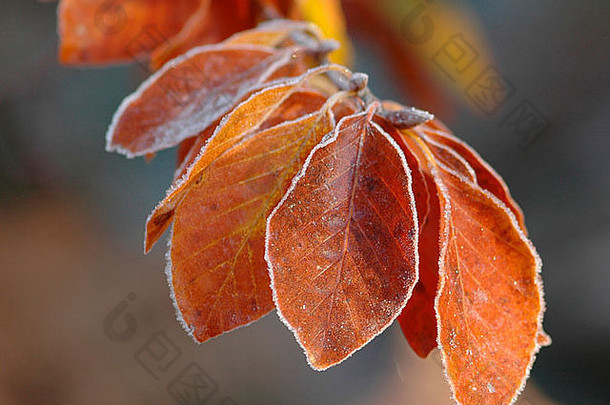山毛榉的秋天叶子上覆盖着第一层厚厚的霜