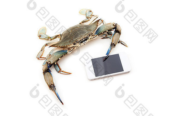 拿着手机的蓝蟹