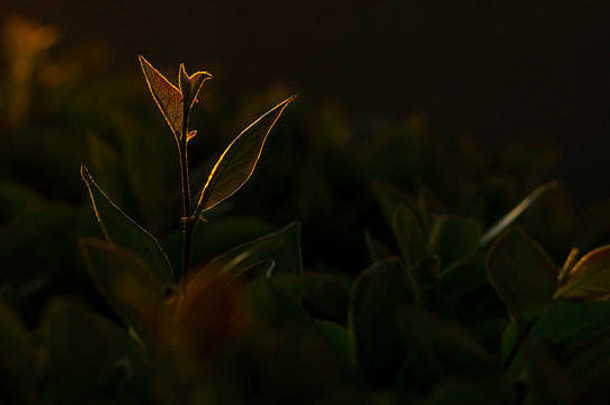 第一缕阳光照在茶树叶子上的照片