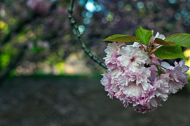 春天，纽约市中央公园的日本樱花正在关闭