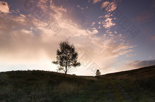 在秋天的坎诺克追逐区，一棵孤零零的树在夕阳的映衬下映衬着郁郁寡欢的天空