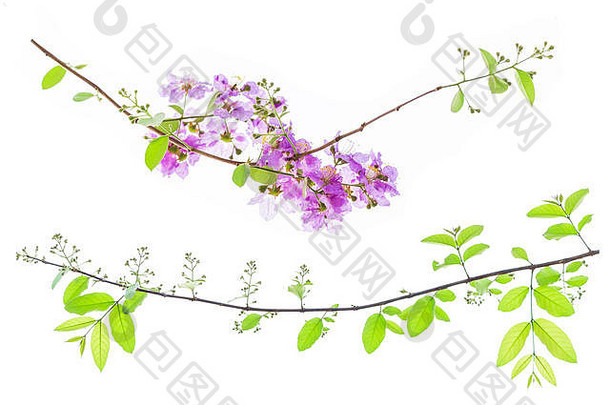 多花紫薇，也称为泰国紫薇和凯达邦戈，是柳杉科开花植物的一种。是纳特