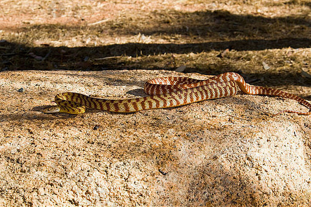 棕色（的）树蛇boiga不规则北昆士兰澳大利亚
