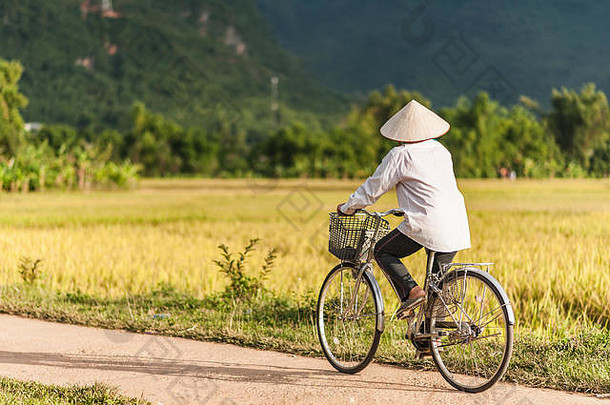 越南湄洲谷Lac村附近的稻田里，一名戴着米帽骑自行车的妇女。收获季节美丽的秋天日落。