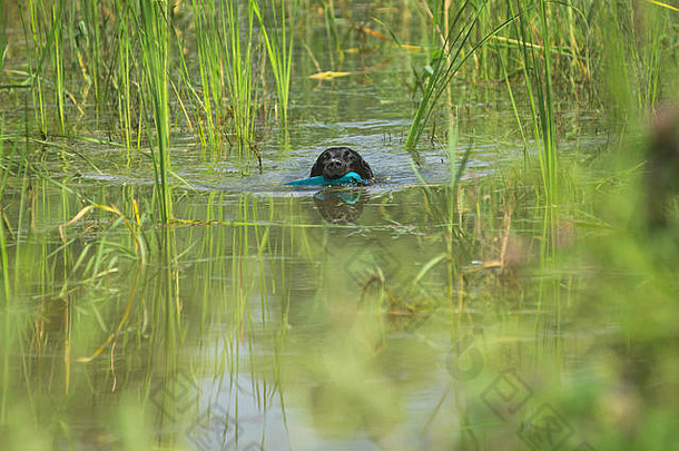 在意大利举行的2018年国际捕鲸大赛上，一只黑色拉布拉多猎犬正在游泳