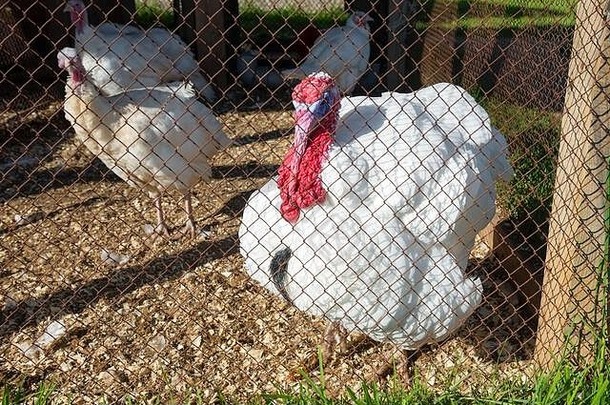 笼养鸡场中的白色宽胸火鸡