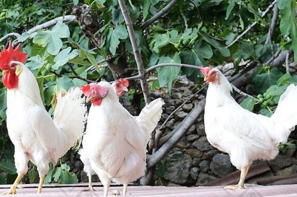 克罗地亚斯普利特达尔马提亚县一个村庄里的<strong>白公鸡</strong>。