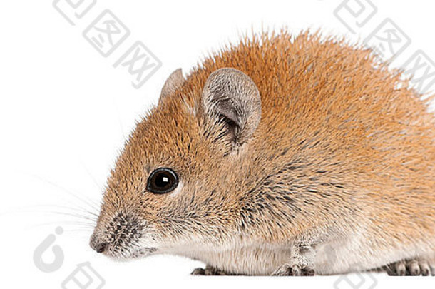 金多刺的鼠标阿科米斯russatus一年前面白色背景