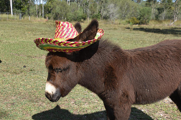 驴穿墨西哥帽子